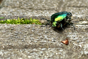 Top-down view of a green rose chafer beetle (Cetonia aurata), also known as the metallic green May beetle, crawling along a gray pavement or stone path. The beetle’s shiny, iridescent body stands out 