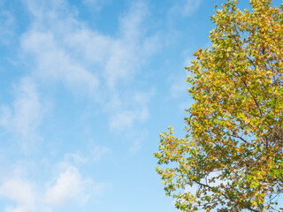 A tree against a blue sky. Suitable as background with copy space.