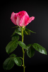 Obraz premium Single rose flower on black background