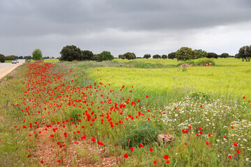 Green meadow with Quercus Ilex trees and poppies under cloudy sky in Castilla La Mancha region