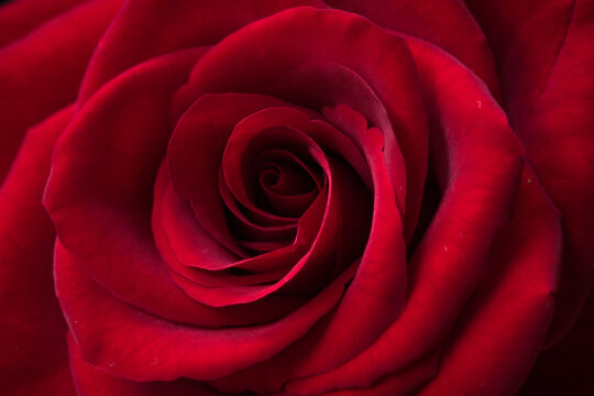 Fibonacci essence in nature; the growth spiral of the rose