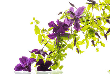 Climbing clematis with purple flowers isolated