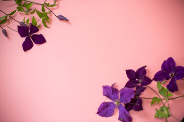 Branch of garden purple clematis close-up on pink background