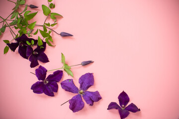Delicate petals of clematis isolated on pink background