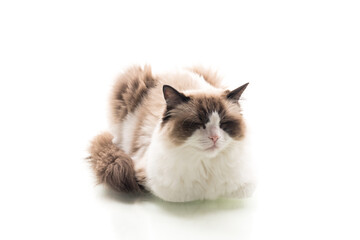 Domestic Ragdoll cat breed looking at camera