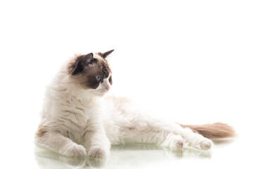 Blue-eyed fluffy Ragdoll sits in graceful pose