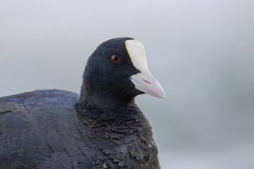 Close-up portrait of an adult Eurasian Coot against a pale grey background on a summer evening,...