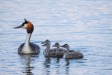 An adult Great Crested Grebe swims in the water with four chicks on a sunny summer evening.