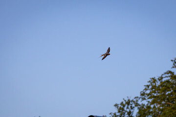 Rauchschwalbe im Überflug