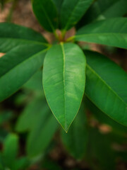 Close-up of a big and vibrant green leaf in a garden environment