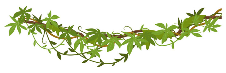 Evergreen climbing plant. Cartoon rainforest liana vines, jungle liana plants, tropical climbing ivy creepers flat vector illustration. Exotic ivy creeper