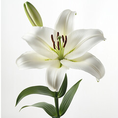 Fototapeta premium white lily flower