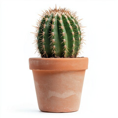 cactus in pot
