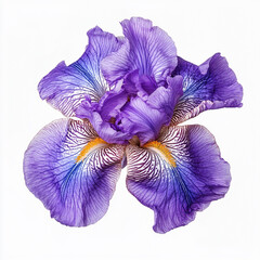 iris isolated on white