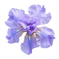 blue iris isolated on white