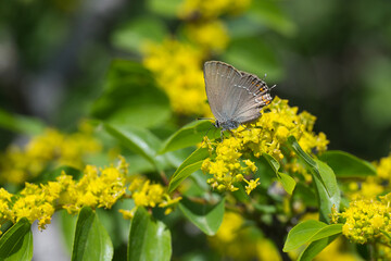 
Lycaenidae / Büyük Sevbeni / Ilex Hairstreak / Satyrium ilicis