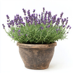Naklejka premium lavender flowers in a pot