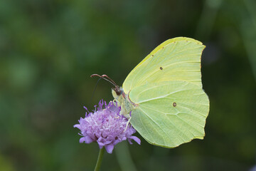Pieridae / Orakkanat / Brimstone / Gonepteryx rhamni
