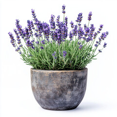 Fototapeta premium lavender
