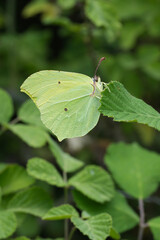 Pieridae / Orakkanat / Brimstone / Gonepteryx rhamni