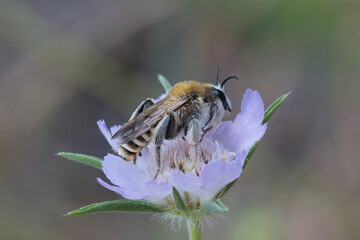 bee on a flower