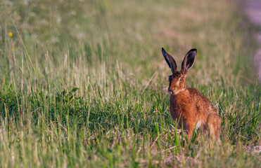 Funny looking Hare - Lepus europaeusin the field.