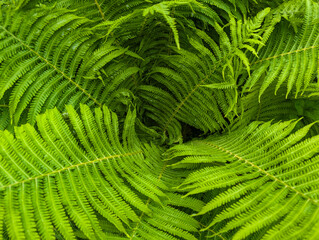 Green fern leaves