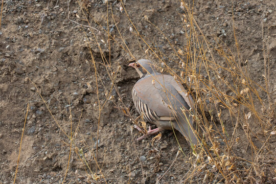 Kınalı keklik &raquo; Chukar Partridge &raquo; Alectoris chukar