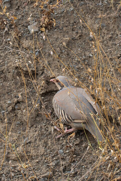 Kınalı keklik &raquo; Chukar Partridge &raquo; Alectoris chukar