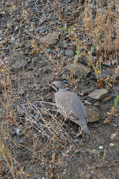 Kınalı keklik &raquo; Chukar Partridge &raquo; Alectoris chukar