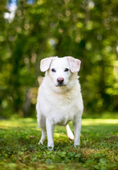 A senior white mixed breed dog standing outdoors