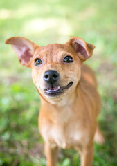 A cute mixed breed dog with floppy ears