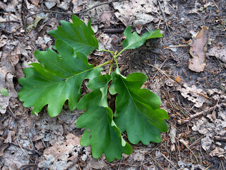 Green oak leaves lying on the gray sandy road.