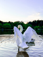 swan in the lake with spread wings