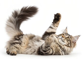 Playful maine coon cat poses on its back in a cozy indoor setting showcasing fluffy fur and curled tail.