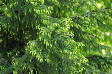 Green spruce background. Coniferous tree. Selective focus.