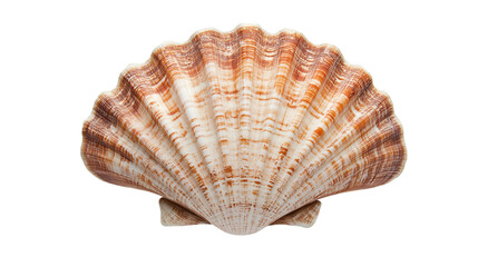 Obraz premium Isolated white background showcases a single spiral seashell, embodying marine life and nature's beachy charm