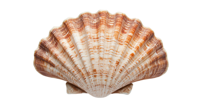 Isolated white background showcases a single spiral seashell, embodying marine life and nature's beachy charm