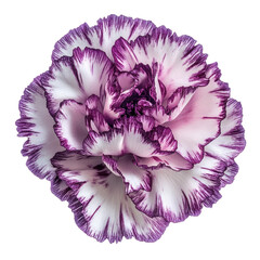 A striking close up of a beautiful white and purple carnation flower against black