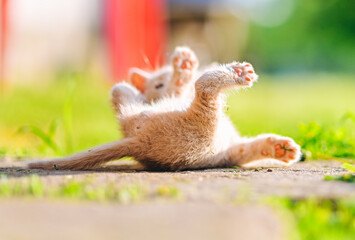 Adorable Cream-Colored Kitten Playing on Sunny Grass