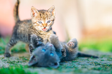 Kittens Wrestling Playfully on Garden Path