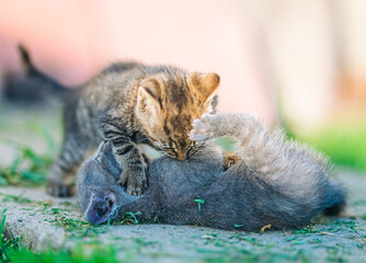 Kittens Wrestling Playfully on Garden Path
