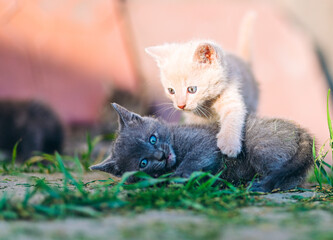 Playful Cream and Grey Kittens in Sunny Backyard