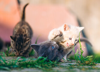 Playful Cream and Grey Kittens in Sunny Backyard
