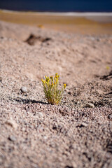 yellow flower in desert // Atacama desert // plant in Atacama desert