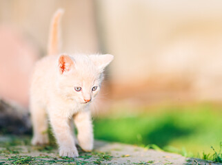 Playful Cream  Kitten in Sunny Backyard