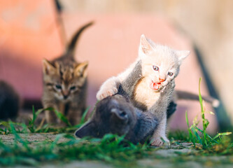Playful Cream and Grey Kittens in Sunny Backyard