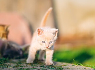 Playful Cream and Tabby Kittens in Sunny Backyard