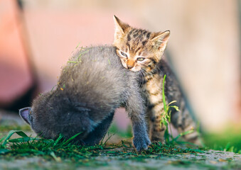 Mischievous tabby kitten playfully bites the back of a fluffy gray kitten