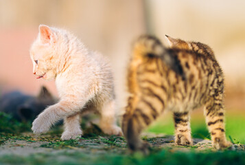 Playful Cream and Tabby Kittens in Sunny Backyard